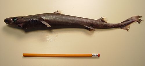 Smooth lanternshark